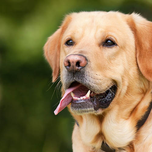  un chiot soin pharmacie des Rochelles