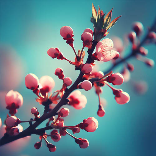 Gemmothérapie herboristerie Dreux